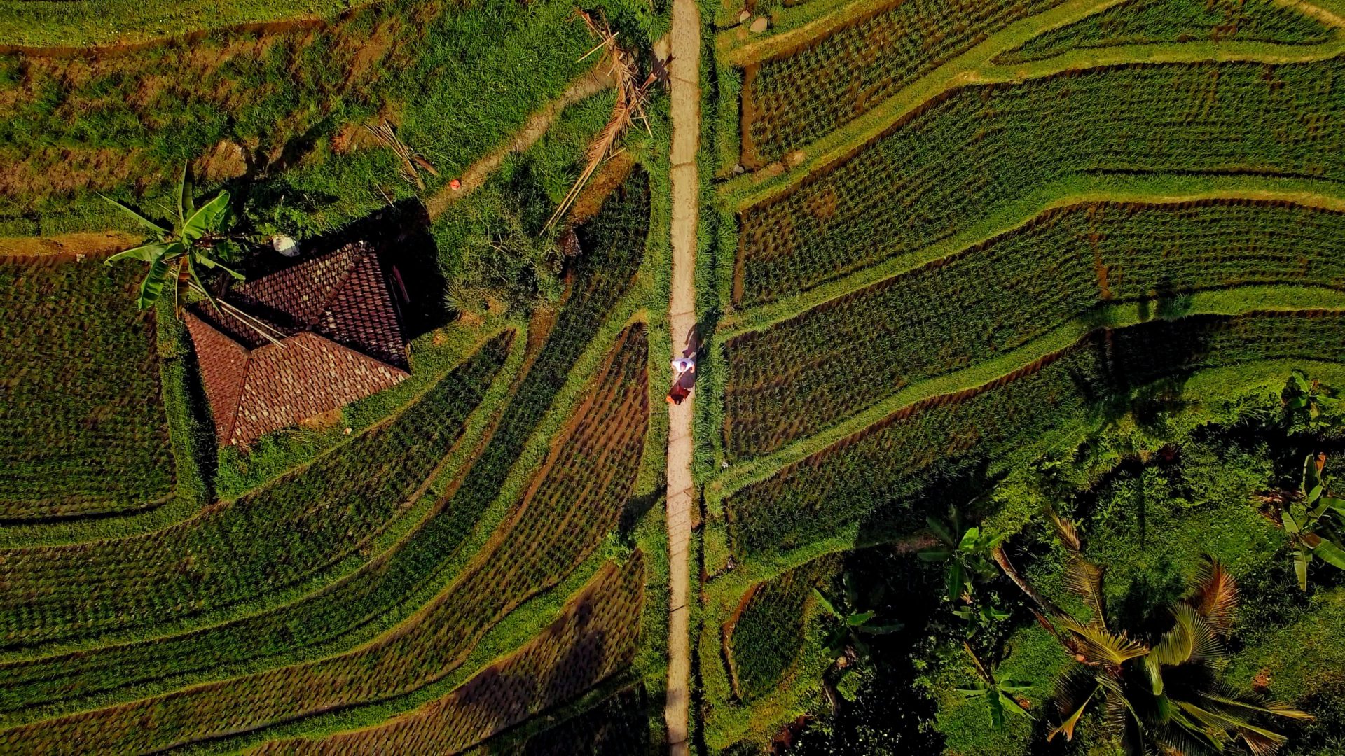 wesela 10 1 1.53.2 e1574776255471